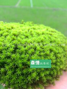 森情微景观苔藓小星星苔藓植物 盆养 很萌很可爱 水陆缸