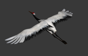 3d模型仙鹤max模型 max模型 仙鹤动画3dmax仙鹤带绑定飞翔动画