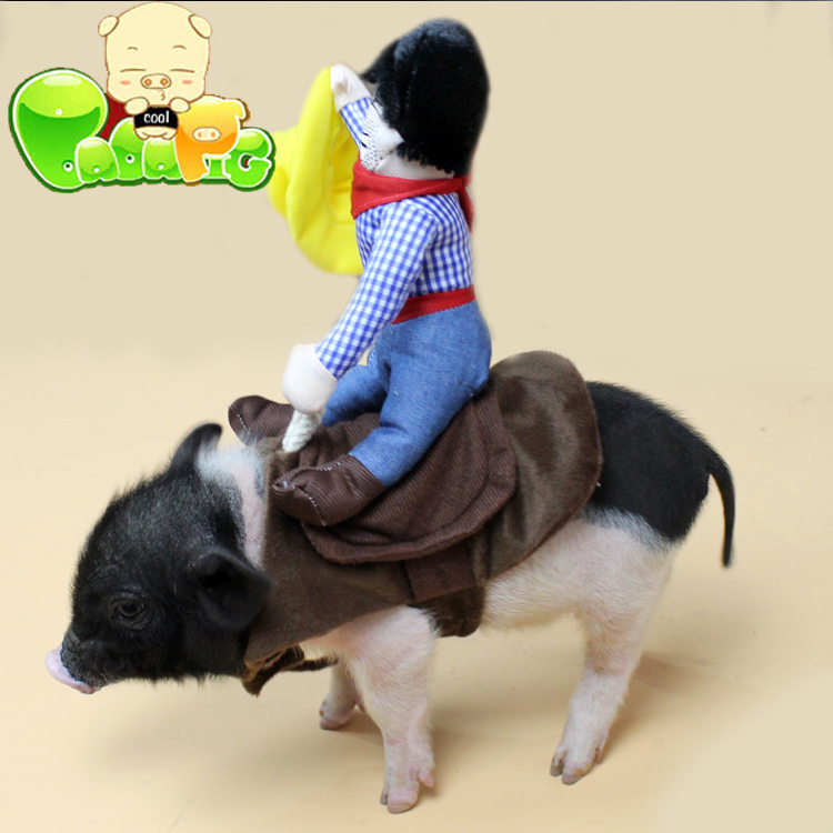 包邮 毕加猪精品超搞笑宠物小香猪骑马衣服猪猪服饰小香猪变身服装