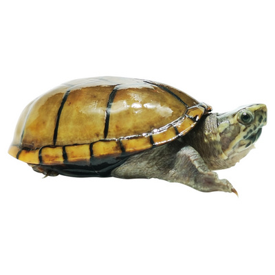 极速头盔龟乌龟活物双头龟玛塔龟龟苗窄桥龟稀有龟吃菜龟檀香龟白