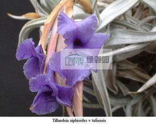 紫色花 Tillandsia xiphioides var.tafiensis 展示 空气凤梨