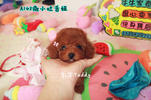 珍犬泰迪犬幼犬宠物狗狗茶杯型玩具 家养纯种沈阳可送货上门棕色袖