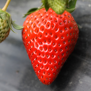红颊草莓现摘草莓新鲜草莓奶油草莓牛奶草莓建德草莓