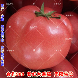 高产大果中早熟粉西红柿子无限生长蔬菜种孑 合作908粉红番茄种子