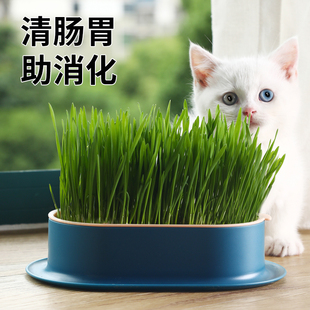 猫草盆栽猫薄荷小麦种子无土水培去毛球化毛草猫草粒幼猫成猫零食
