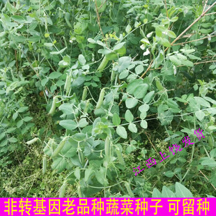 江西上饶老品种豌豆种子 非转基因常规可留种蔬菜种子
