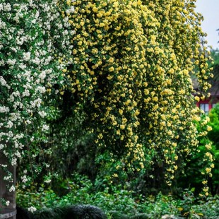黄色木香花室内外浓香花卉白色七里香阳台垂吊爬藤蔷薇花植物盆栽