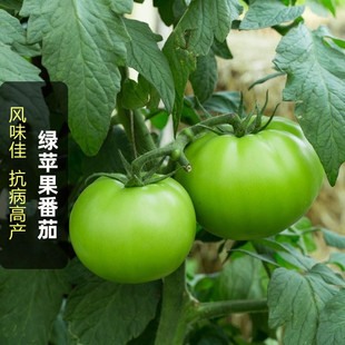青苹果番茄种子 贼不偷西红柿子 能成江海阴阴 绿皮肉甜好吃