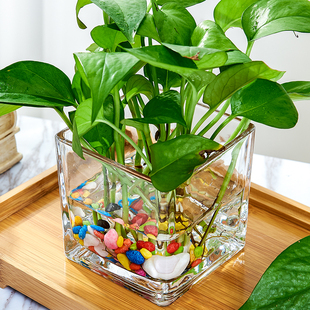 水培器皿创意玻璃花盆水养植物瓶透明花器绿萝白掌花瓶正方形容器
