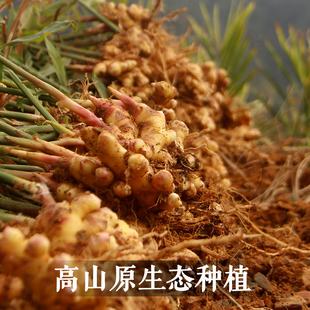 贵州正宗老品种土姜农家本地新鲜小黄姜老姜2023年特级嫩生姜新姜
