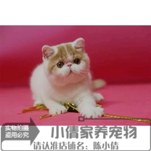 加菲猫宠物猫CFA血统异国短毛猫家养纯种加菲幼猫活体双色弟弟n