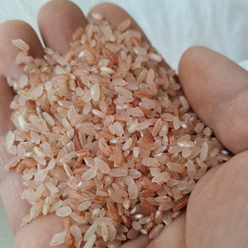 秦巴农家自种香谷米红米贡米冷水大米熬粥汉中大米500g
