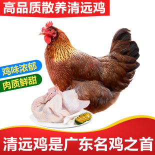 清远鸡广东清远农家散养鸡170天土鸡鲜鸡肉白切走地鸡 山鸡凰