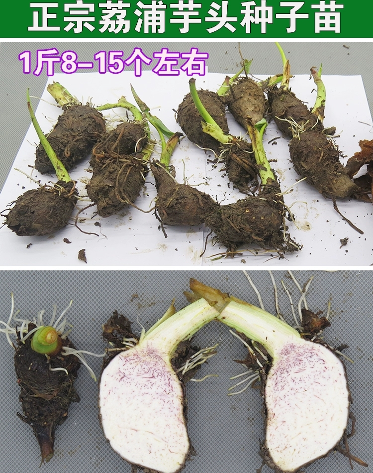 50个净重5斤广西特产产地直发香芋种子 正宗荔浦芋头紫藤芋种子30