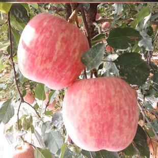 陕西烟台苹果 正宗10斤整箱红富士苹果脆甜冰糖心苹果 新鲜 特级