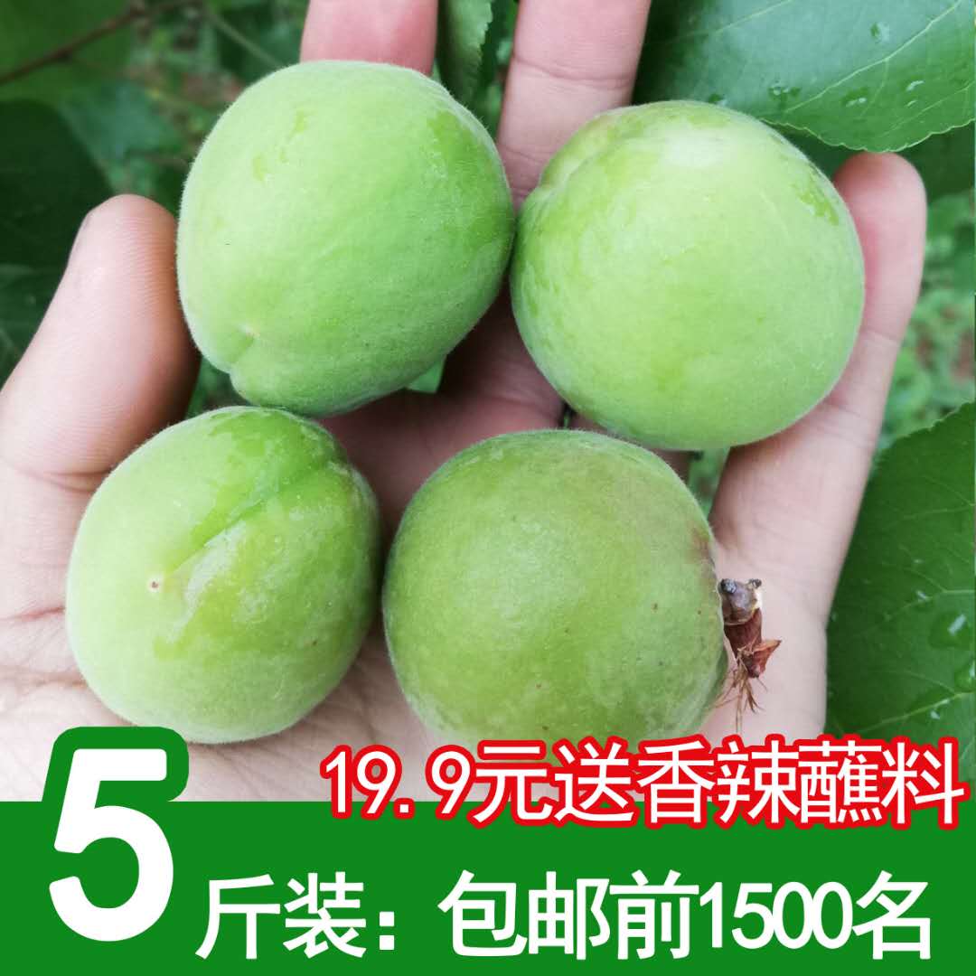现货青杏酸杏子新鲜水果山西农家时令孕妇应季 绿杏酸果杏5斤 包邮