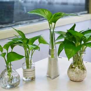 绿萝室内盆栽水培玻璃瓶小长藤吊兰植物桌面小绿植吸办公室除甲醛