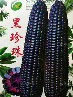 黑珍珠 四季 香甜非转基因春夏秋季 糯玉米籽 包邮 黑糯玉米种子高产