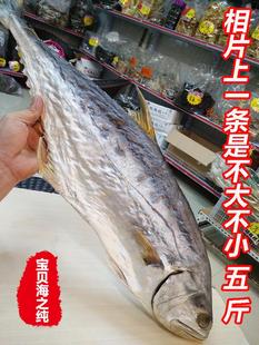 大马鲛鱼 鲅鱼干 梅香咸鱼干北海海鲜干货500g 马友鱼马鲛鱼片