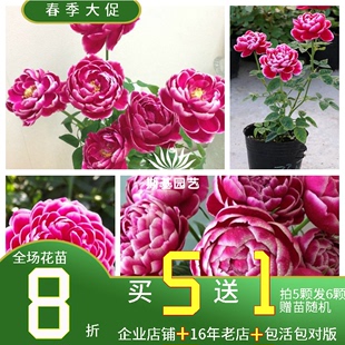 经典 日本玛丽玫瑰月季 斯基园艺 切花欧月盆栽裸根扦插小中大苗