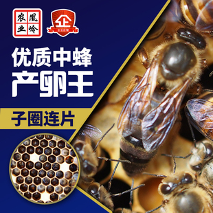 双色阿坝王高产土蜜蜂蜜蜂蜂王活体中蜂蜂群 包邮 中蜂蜂王新开产王