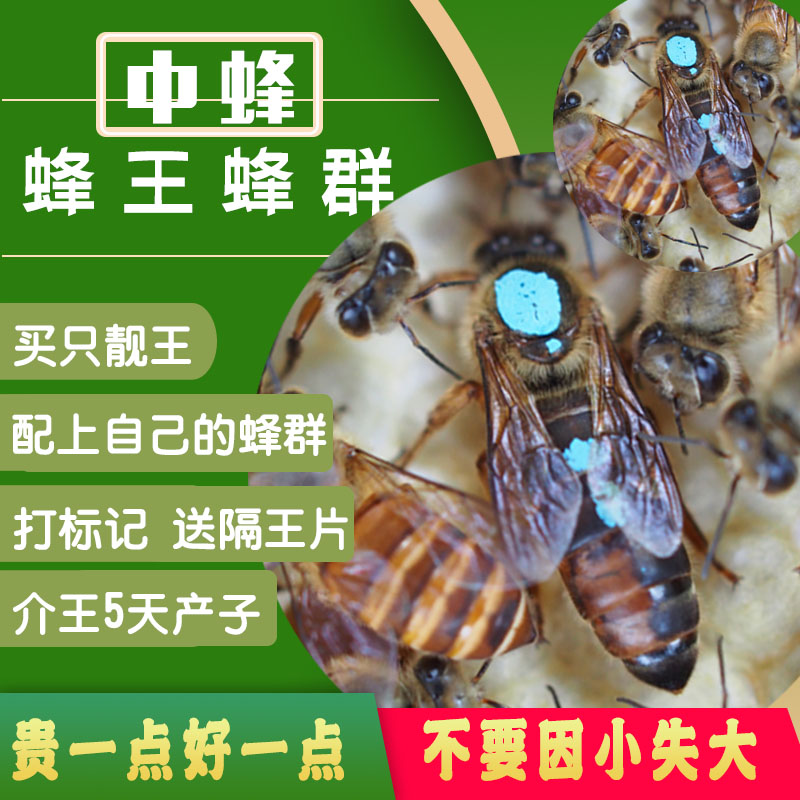 蜜蜂中蜂蜂群中蜂王中蜂蜂群带王蜜蜂群蜂王种王蜂群中蜂蜜蜂蜂群