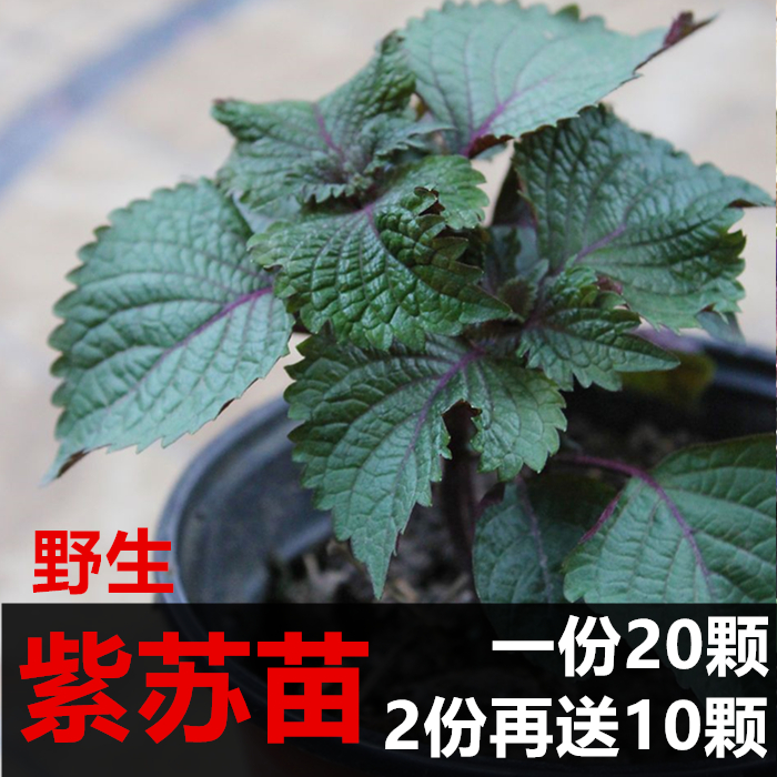 包邮 新鲜紫苏苗苏子叶阳台盆栽食用蔬菜紫苏苗盆栽种子