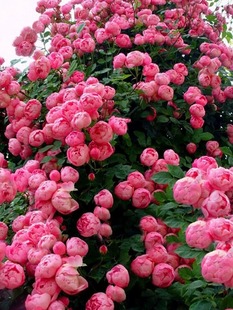 开花庭院花园花苗 灌木玫瑰花苗大花浓香多头多季 艾拉绒球藤本月季