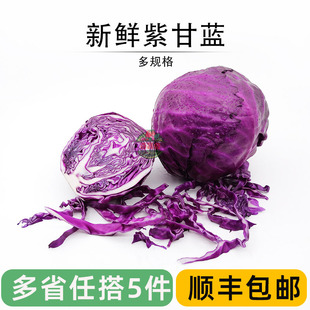 健身西餐沙拉食材榨汁农家蔬菜800g 紫包菜紫色卷心菜 新鲜紫甘蓝