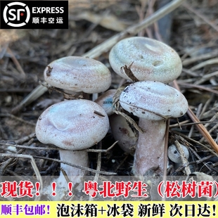 广东粤北野生乌枞菌精品松树菌当天采摘新鲜蘑菇食用黄枞菌谷熟菌