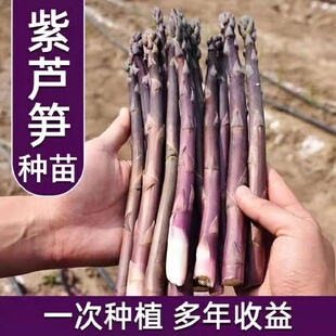 种植蔬菜种苗阳台盆栽多年生绿色芦笋根 芦笋苗根紫色芦笋根苗四季