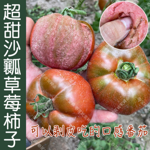 草莓番茄种子酸甜多汁 春秋四季 阳台盆栽孑 播蔬菜籽水果西红柿苗
