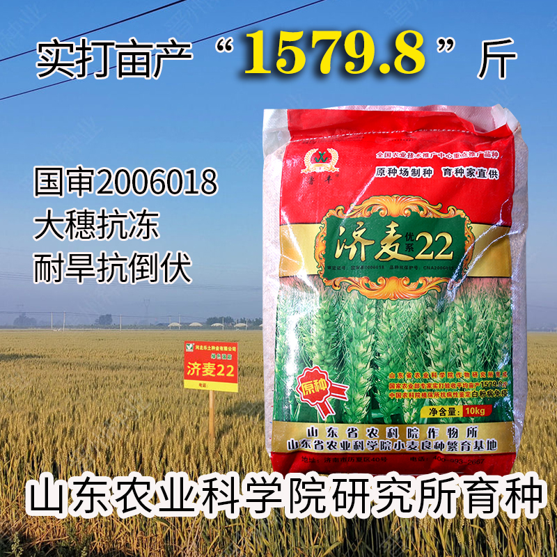 优质强筋冬小麦种子高产乐土小麦济麦22小麦种子矮秆抗倒大穗原种