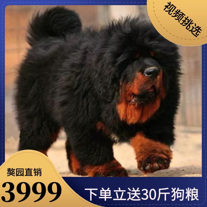 藏獒幼犬出售纯种巨型大狮头虎头獒骨架毛量粗厚铁包金色藏獒幼犬