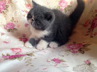 集集名猫 CFA注册猫舍纯种加菲猫 新家温州 蓝白双色弟弟