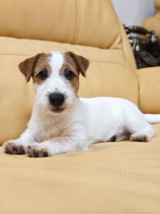 特惠出售纯种三个月刚毛黄白色杰克罗素梗幼犬活体狗支持淘宝交易