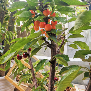 南北方种植盆栽地栽当年结果 正宗车厘子樱桃嫁接果树一颗多品种