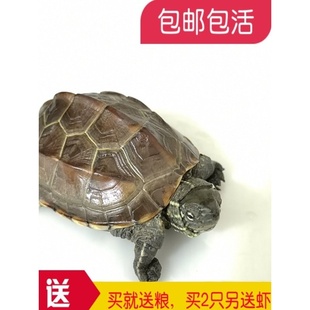 乌龟活体 中华草龟外塘草龟小观赏龟水龟金线龟宠物龟活物龟 包邮