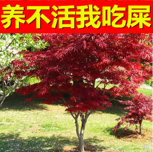 红庭院绿化红枫红舞姬盆栽 红枫树苗日本红枫美国红枫苗中国红四季