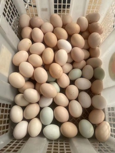 麻阳正宗土鸡蛋草鸡蛋柴鸡蛋农家散养新鲜自养笨鸡蛋孕妇鸡蛋30枚