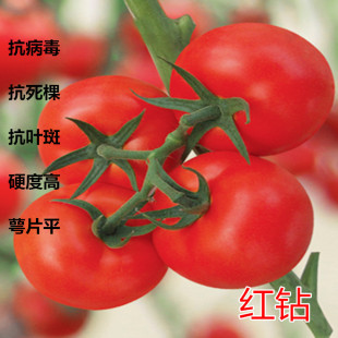 包邮 西红柿种子大红番茄种子抗死棵高抗病毒石头果高产番茄籽红钻