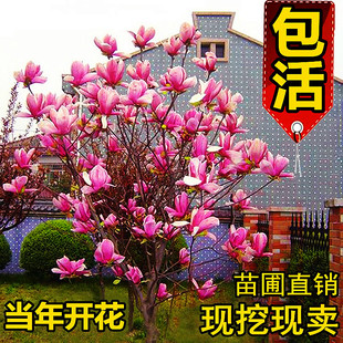 玉兰花树苗盆栽庭院地栽带花苞红白紫玉兰别墅名贵园林绿化风景树