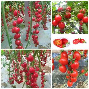 桃红色千禧小番茄种子千禧圣女果种孑 粉桃六号千禧樱桃番茄种籽