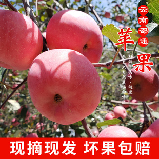 云南昭通苹果红富士丑苹果