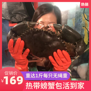 大螃蟹鲜活特大超大非洲越南波格力蟹 1斤 野生青蟹海蟹 只公蟹