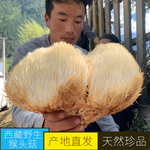 西藏林芝猴头菇干货村庄收货一手货源