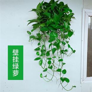 壁挂长藤绿萝大叶绿箩垂吊挂墙植物吸甲醛自吸水绿萝水培花卉吊兰