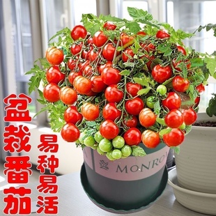 播 矮生盆栽番茄种子小西红柿圣女果农家阳台水果蔬菜种子易活四季