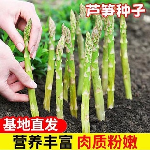 种植蔬菜之王进口绿芦笋种籽抗热耐寒高营养蔬菜种子 芦笋种子四季