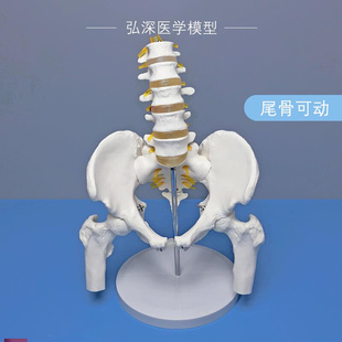 人体骨盆带五节腰椎模型尾骨骼可D活动附股骨盆骨关节神经医学教